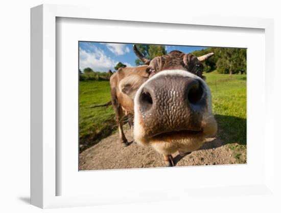 Curious Funny Cow On The Meadow-Arsgera-Framed Photographic Print