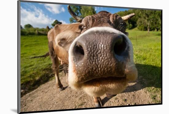 Curious Funny Cow On The Meadow-Arsgera-Mounted Photographic Print