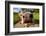 Curious Funny Cow On The Meadow-Arsgera-Framed Photographic Print