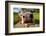 Curious Funny Cow On The Meadow-Arsgera-Framed Photographic Print
