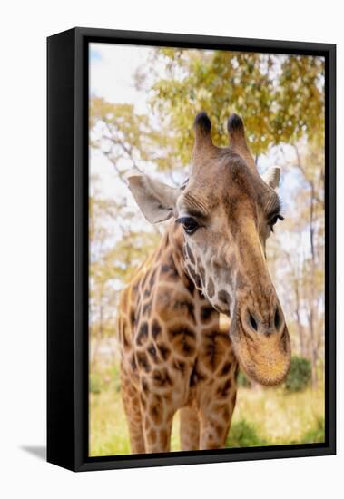 Curious Giraffe-Kathy Mansfield-Framed Stretched Canvas