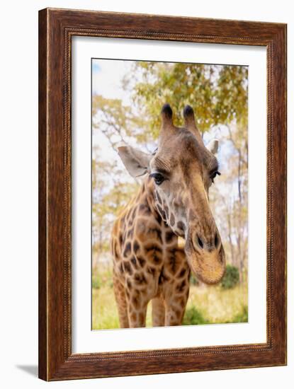 Curious Giraffe-Kathy Mansfield-Framed Art Print