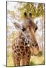 Curious Giraffe-Kathy Mansfield-Mounted Art Print