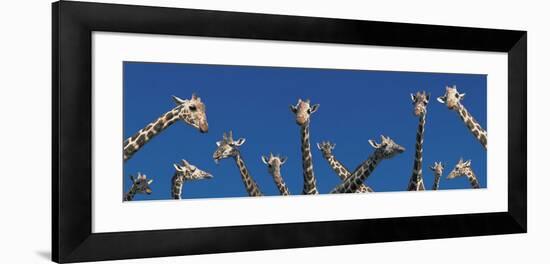 Curious Giraffes (Concept) Kenya Africa-null-Framed Photographic Print