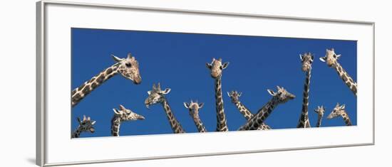 Curious Giraffes (Concept) Kenya Africa-null-Framed Photographic Print