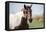 Curious horse comes to the car-Michael Scheufler-Framed Premier Image Canvas