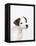 Curious Jack Russell Terrier Puppy-Lew Robertson-Framed Premier Image Canvas
