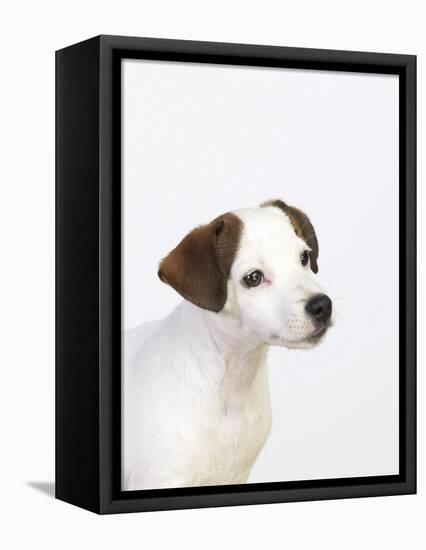 Curious Jack Russell Terrier Puppy-Lew Robertson-Framed Premier Image Canvas