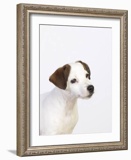Curious Jack Russell Terrier Puppy-Lew Robertson-Framed Photographic Print
