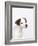 Curious Jack Russell Terrier Puppy-Lew Robertson-Framed Photographic Print