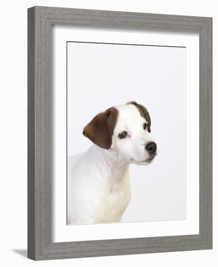 Curious Jack Russell Terrier Puppy-Lew Robertson-Framed Photographic Print