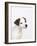 Curious Jack Russell Terrier Puppy-Lew Robertson-Framed Photographic Print