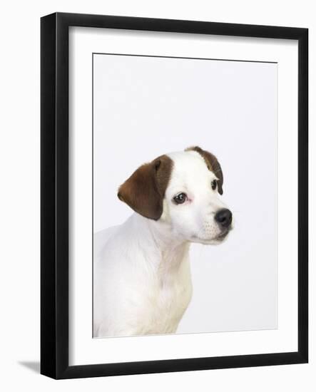 Curious Jack Russell Terrier Puppy-Lew Robertson-Framed Photographic Print