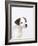 Curious Jack Russell Terrier Puppy-Lew Robertson-Framed Photographic Print