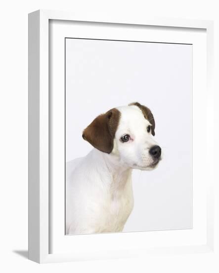 Curious Jack Russell Terrier Puppy-Lew Robertson-Framed Photographic Print