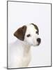 Curious Jack Russell Terrier Puppy-Lew Robertson-Mounted Photographic Print