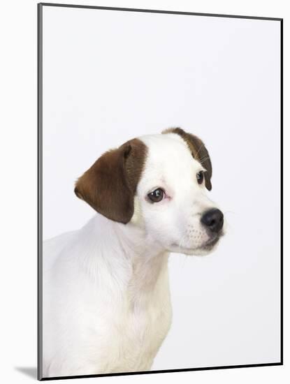 Curious Jack Russell Terrier Puppy-Lew Robertson-Mounted Photographic Print