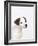 Curious Jack Russell Terrier Puppy-Lew Robertson-Framed Photographic Print