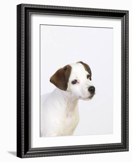 Curious Jack Russell Terrier Puppy-Lew Robertson-Framed Photographic Print