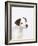 Curious Jack Russell Terrier Puppy-Lew Robertson-Framed Photographic Print