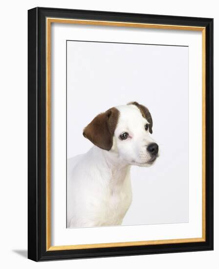 Curious Jack Russell Terrier Puppy-Lew Robertson-Framed Photographic Print