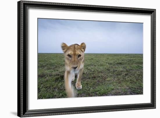 Curious Lion-null-Framed Photographic Print