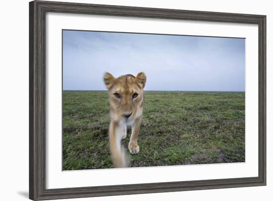 Curious Lion-null-Framed Photographic Print