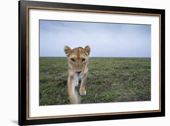 Curious Lion-null-Framed Photographic Print