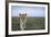 Curious Lion-null-Framed Photographic Print