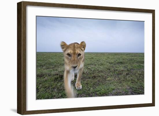 Curious Lion-null-Framed Photographic Print