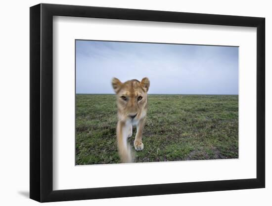 Curious Lion-null-Framed Photographic Print