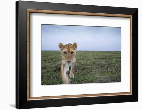 Curious Lion-null-Framed Photographic Print