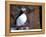 curious puffin-AdventureArt-Framed Premier Image Canvas