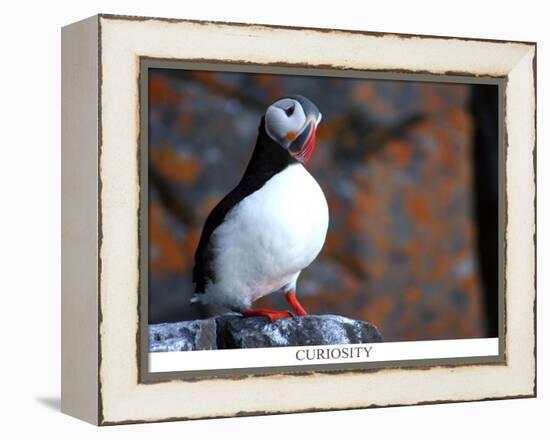 curious puffin-AdventureArt-Framed Premier Image Canvas