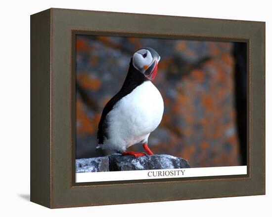 curious puffin-AdventureArt-Framed Premier Image Canvas