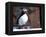 curious puffin-AdventureArt-Framed Premier Image Canvas