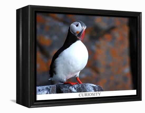 curious puffin-AdventureArt-Framed Premier Image Canvas