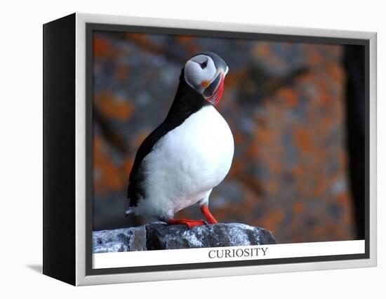 curious puffin-AdventureArt-Framed Premier Image Canvas