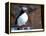 curious puffin-AdventureArt-Framed Premier Image Canvas