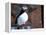 curious puffin-AdventureArt-Framed Premier Image Canvas