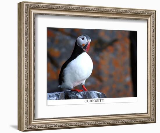 curious puffin-AdventureArt-Framed Photographic Print