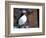 curious puffin-AdventureArt-Framed Photographic Print