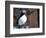 curious puffin-AdventureArt-Framed Photographic Print