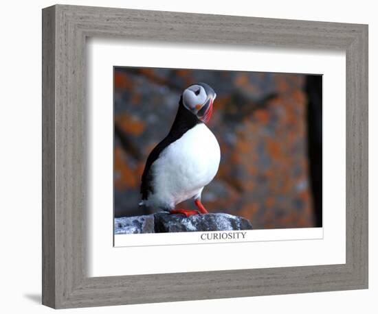 curious puffin-AdventureArt-Framed Photographic Print