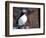 curious puffin-AdventureArt-Framed Photographic Print