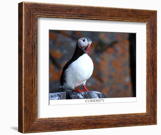 curious puffin-AdventureArt-Framed Photographic Print