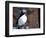 curious puffin-AdventureArt-Framed Photographic Print