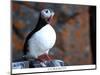 curious puffin-AdventureArt-Mounted Photographic Print