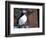 curious puffin-AdventureArt-Framed Photographic Print