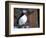 curious puffin-AdventureArt-Framed Photographic Print